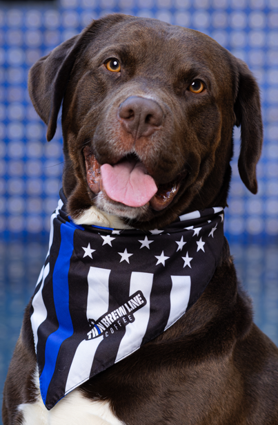 Pet Bandana